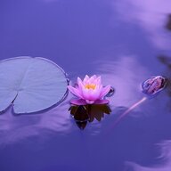 Lilien
