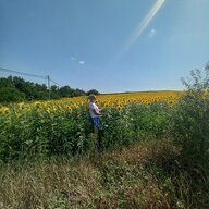 Sunflower78